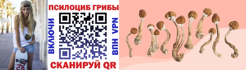 Купить где  Щёлково  Галлюциногенные грибы прущие грибы 